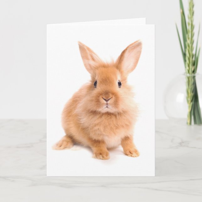 Kanin Kort (Framsida)