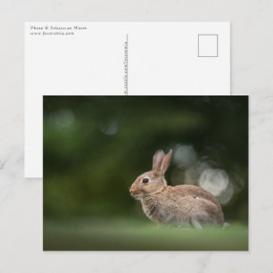 Kanin natur foto vykort