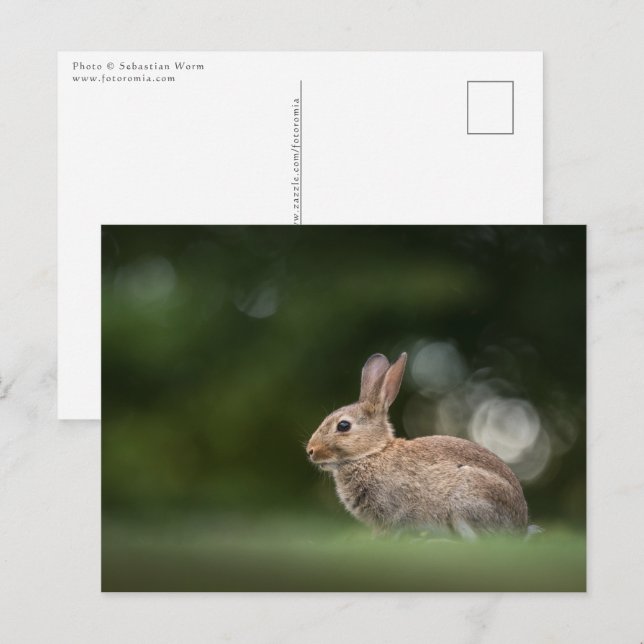 Kanin natur foto vykort (Fram/baksida)