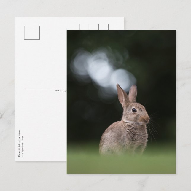 Kanin Natur Foto Vykort (Fram/baksida)