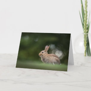 Kanin naturfoto kort