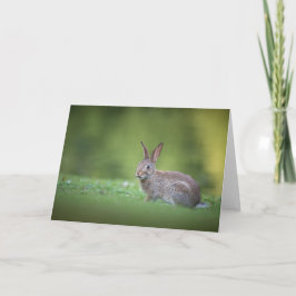 Kanin naturfoto kort