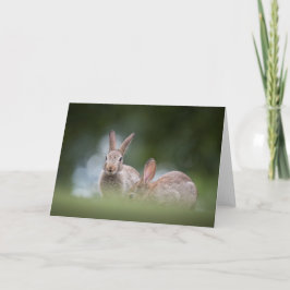 Kanin naturfoto kort