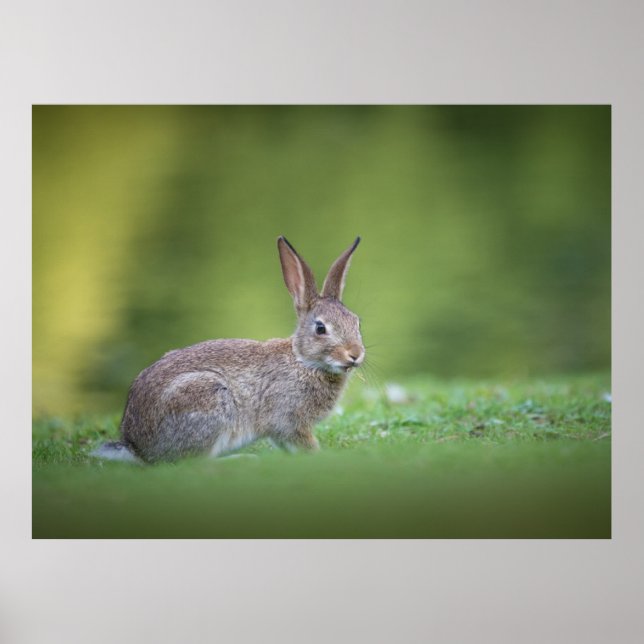 Kanin naturfoto poster (Framsidan)