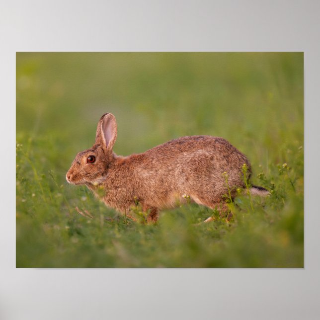 Kaninchen auf Wiese Poster (Framsidan)