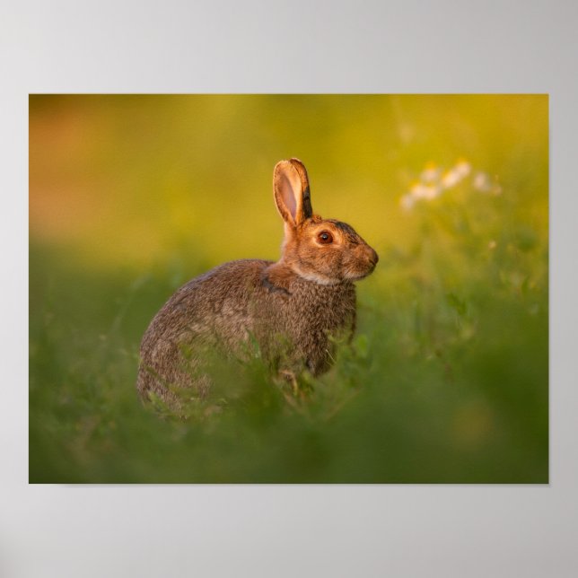 Kaninchen im Abendlicht Poster (Framsidan)
