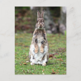 Kaninchen Vykort