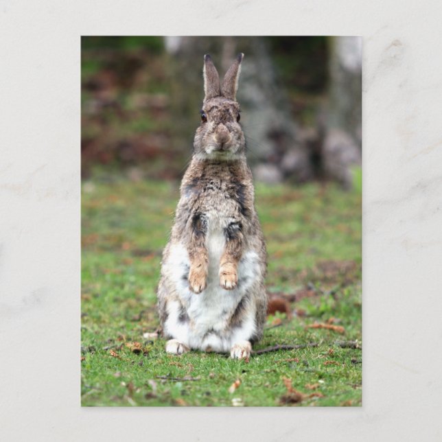 Kaninchen Vykort (Framsida)