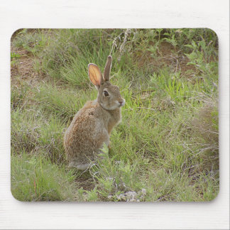 Kaninen ser över knuffar musmatta