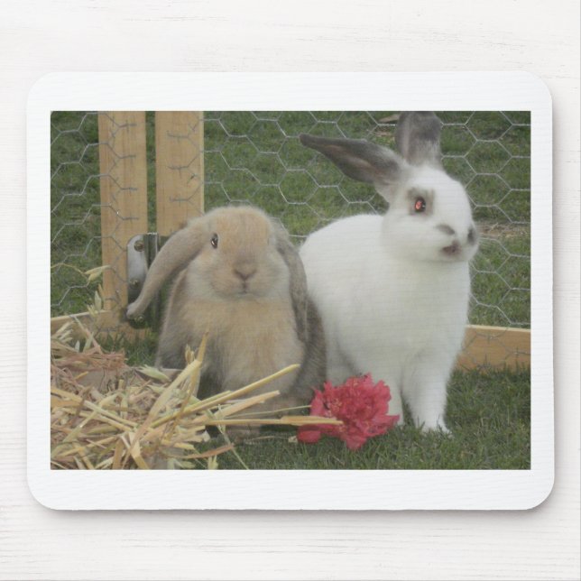 Kaniner Musmatta (Framsidan)