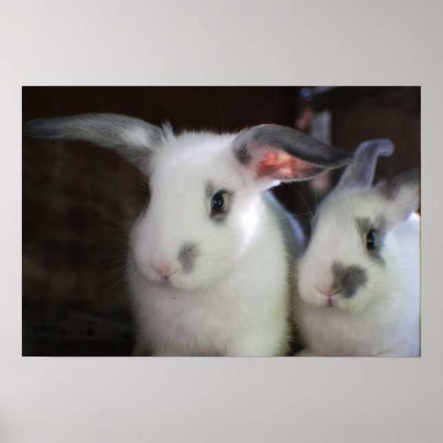 Kaniner Poster (Framsidan)