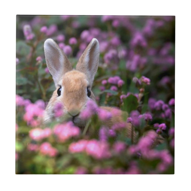 Kaninfarm Kakelplatta (Framsidan)