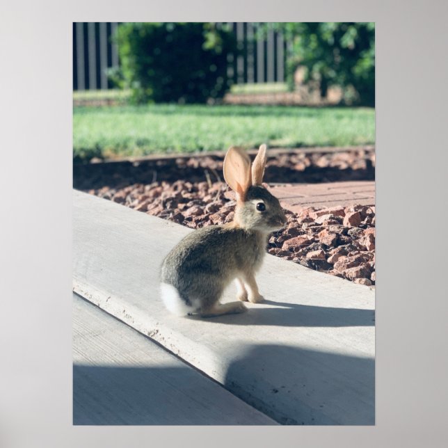 kaninfoto Påsk vår Poster (Framsidan)