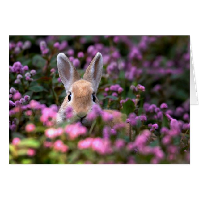 Kaningård Hälsningskort (Framsidan Horizontal)