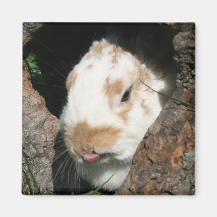 Kaninhumbugmagnet Magnet