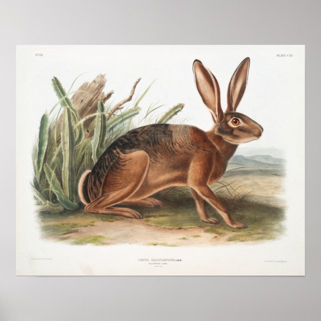 Kaninillustration Poster (Framsidan)