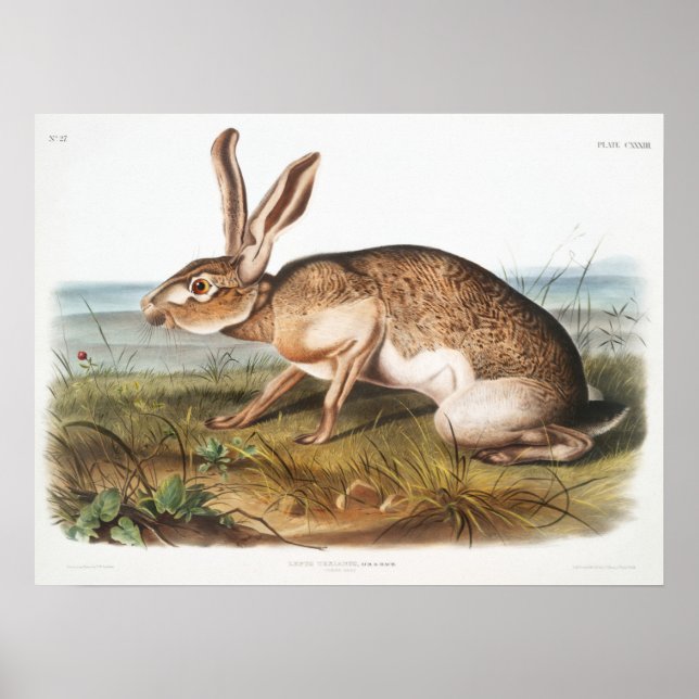 Kaninillustration Poster (Framsidan)