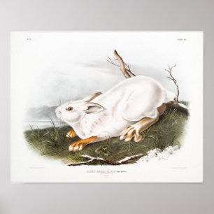 Kaninillustration Poster