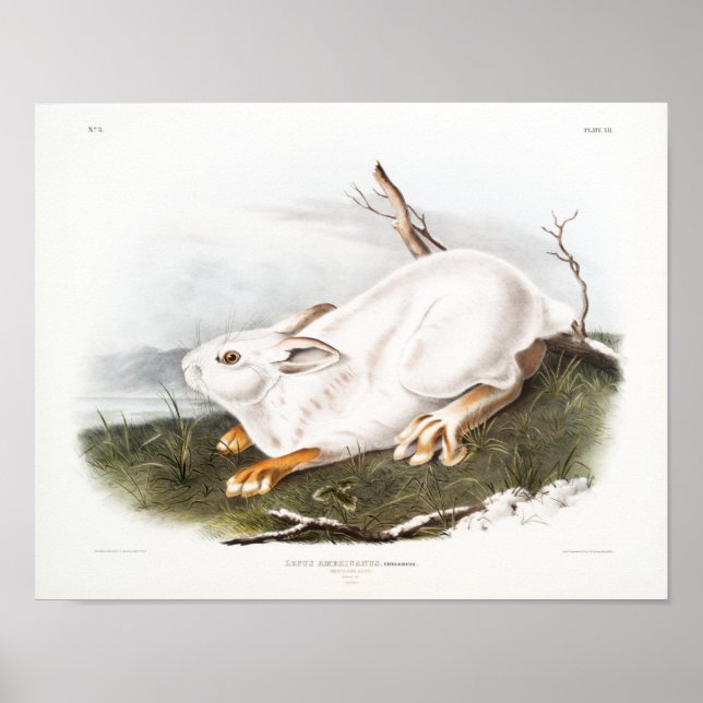 Kaninillustration Poster (Framsidan)