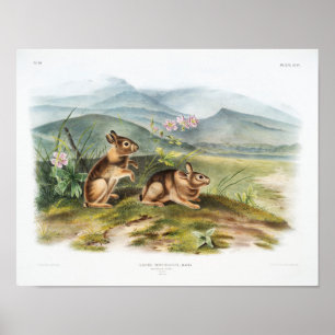 Kaninillustration Poster