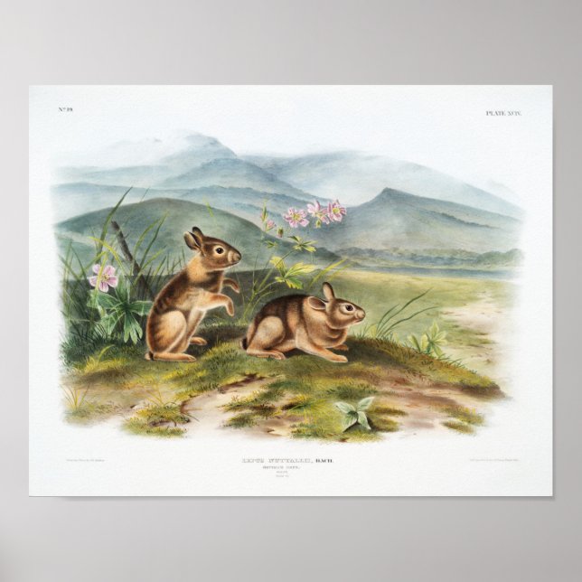 Kaninillustration Poster (Framsidan)