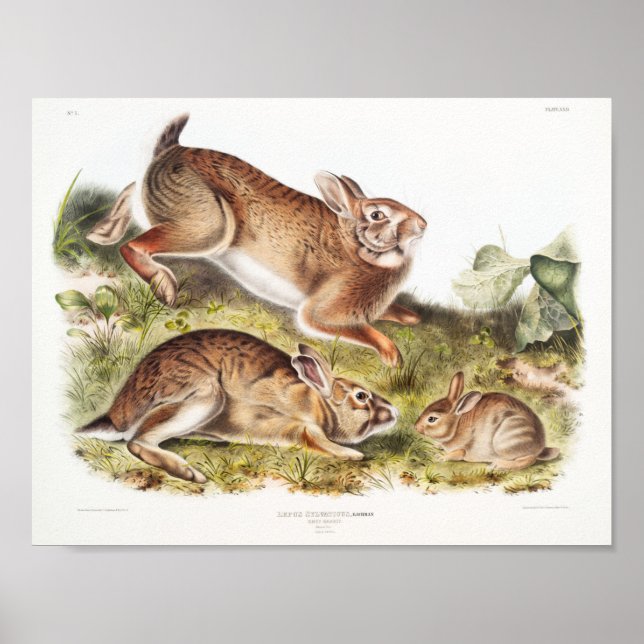 Kaninillustration Poster (Framsidan)