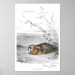 Kaninillustration Poster