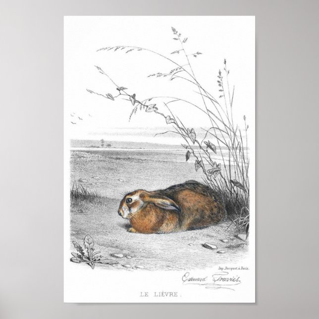 Kaninillustration Poster (Framsidan)