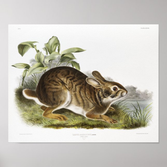 Kaninillustration Poster (Framsidan)