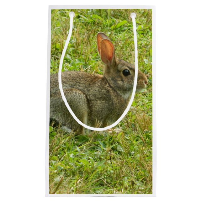 Kaninkaningåvan hänger lös (Framsidan)