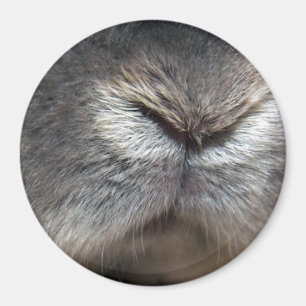 Kaninnäsa Magnet