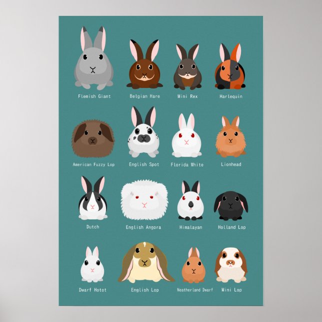 kaninraser poster (Framsidan)