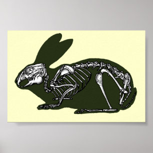 kaninskelett poster