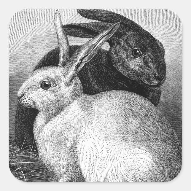 Kanits Stickers Fyrkantigt Klistermärke (Framsida)