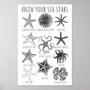 Känna till dina havsstjärnor - Starfiskgrupper Poster