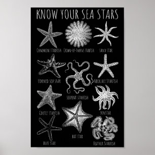 Känna till dina havsstjärnor - Starfiskgrupper Poster
