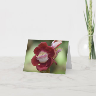 Kanonkottsträdets blomma. tack kort