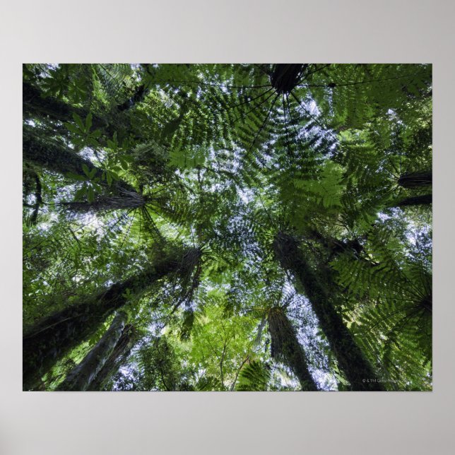 Kanopier av ponga träd i lush native bush poster (Framsidan)