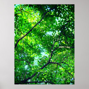 Kanopy Grönt, läs Grenar med Blå himmel Poster