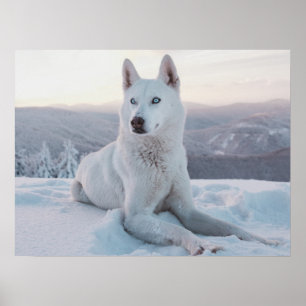 Kansande White Husky Hund i snö Poster