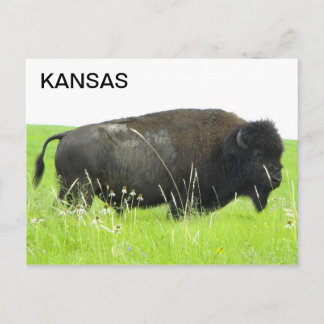 Kansas - Bison/Buffalo Bull Vykort