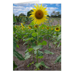 Kansas blommor hälsningskort