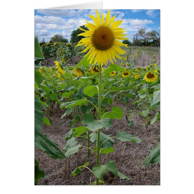 Kansas blommor hälsningskort (Framsidan)