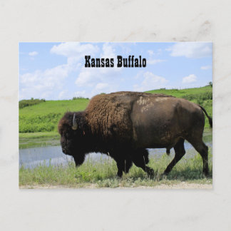 Kansas Buffalo Maxwell Wildlife Refuge Vykort