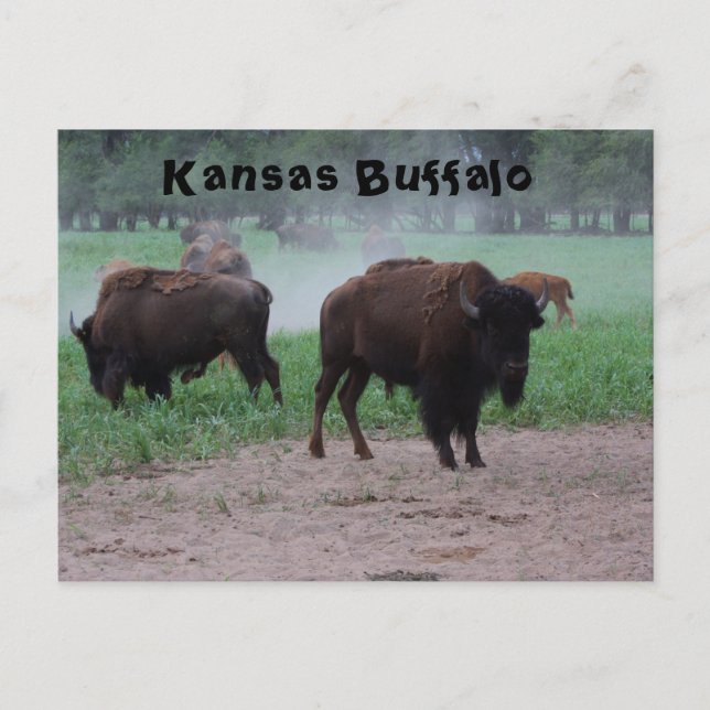 Kansas Buffalo POST-KORT Vykort (Framsida)