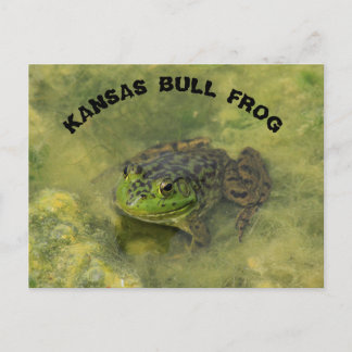 Kansas Bull Frog shot Closeup POST Card Vykort