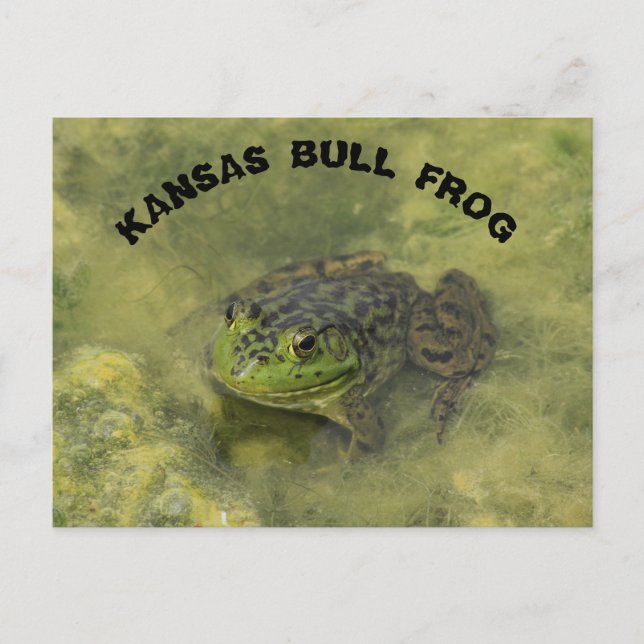 Kansas Bull Frog shot Closeup POST Card Vykort (Framsida)