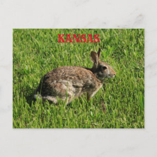 Kansas Bunny Rabbit Closeup Post Card. Vykort