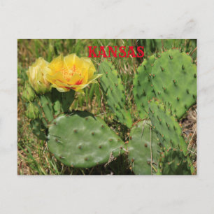 Kansas Cactus blooming Post Card Vykort