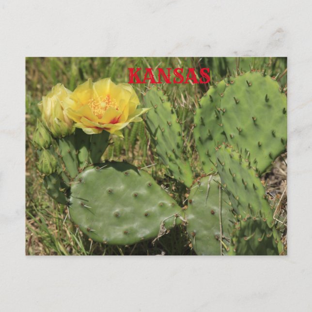 Kansas Cactus blooming Post Card Vykort (Framsida)